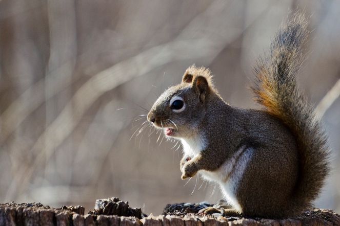 American, red, Squirrel